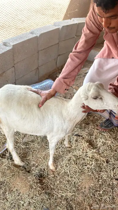 نعجه للبيع سليمه من العيوب 0