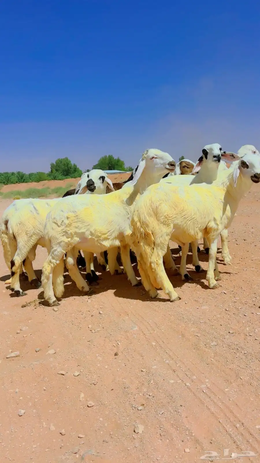 سواكن جذعان شبيه الحري 12