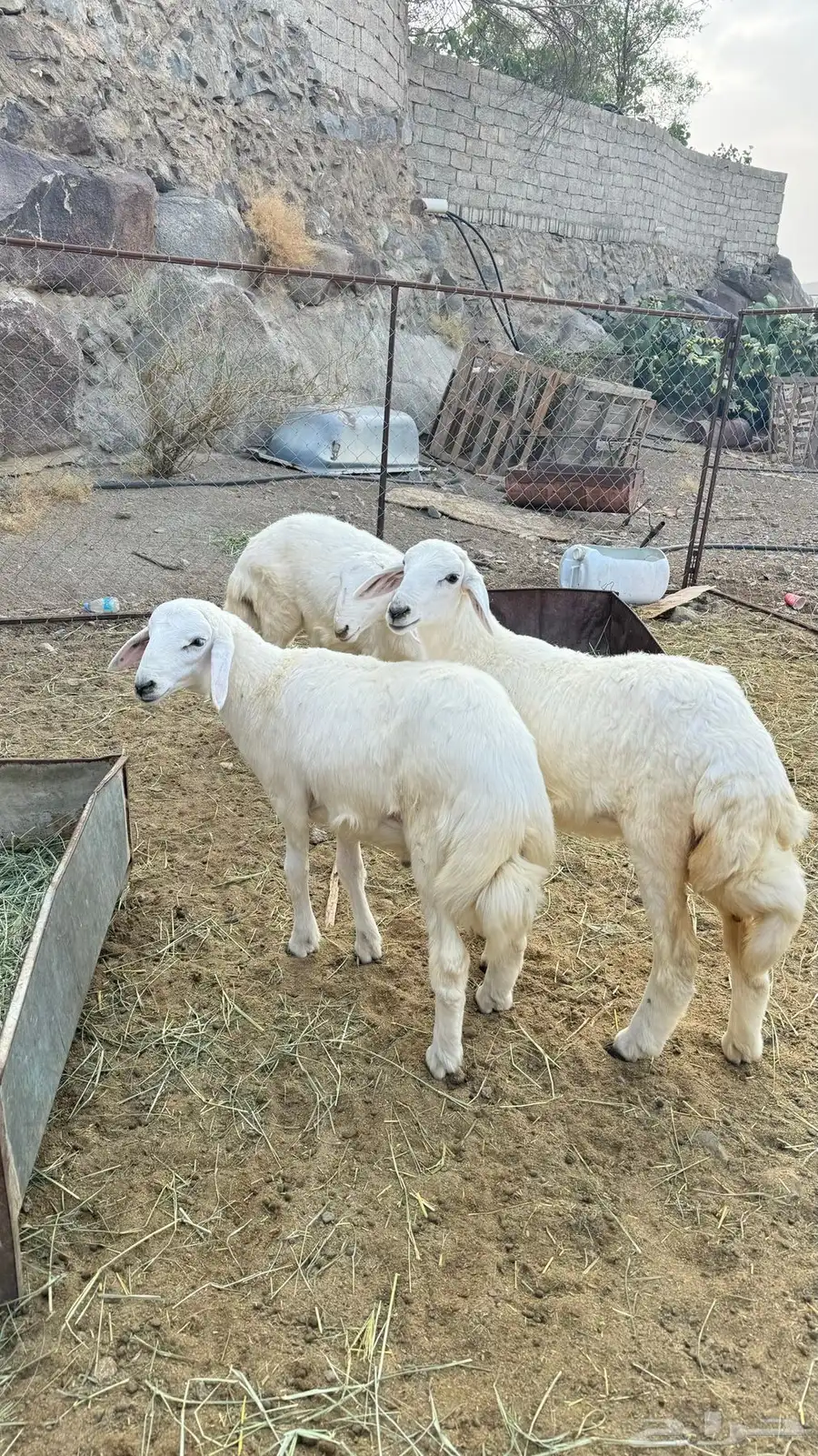 2 طليان و 1 رخال سمان وطيبه مشالله 2