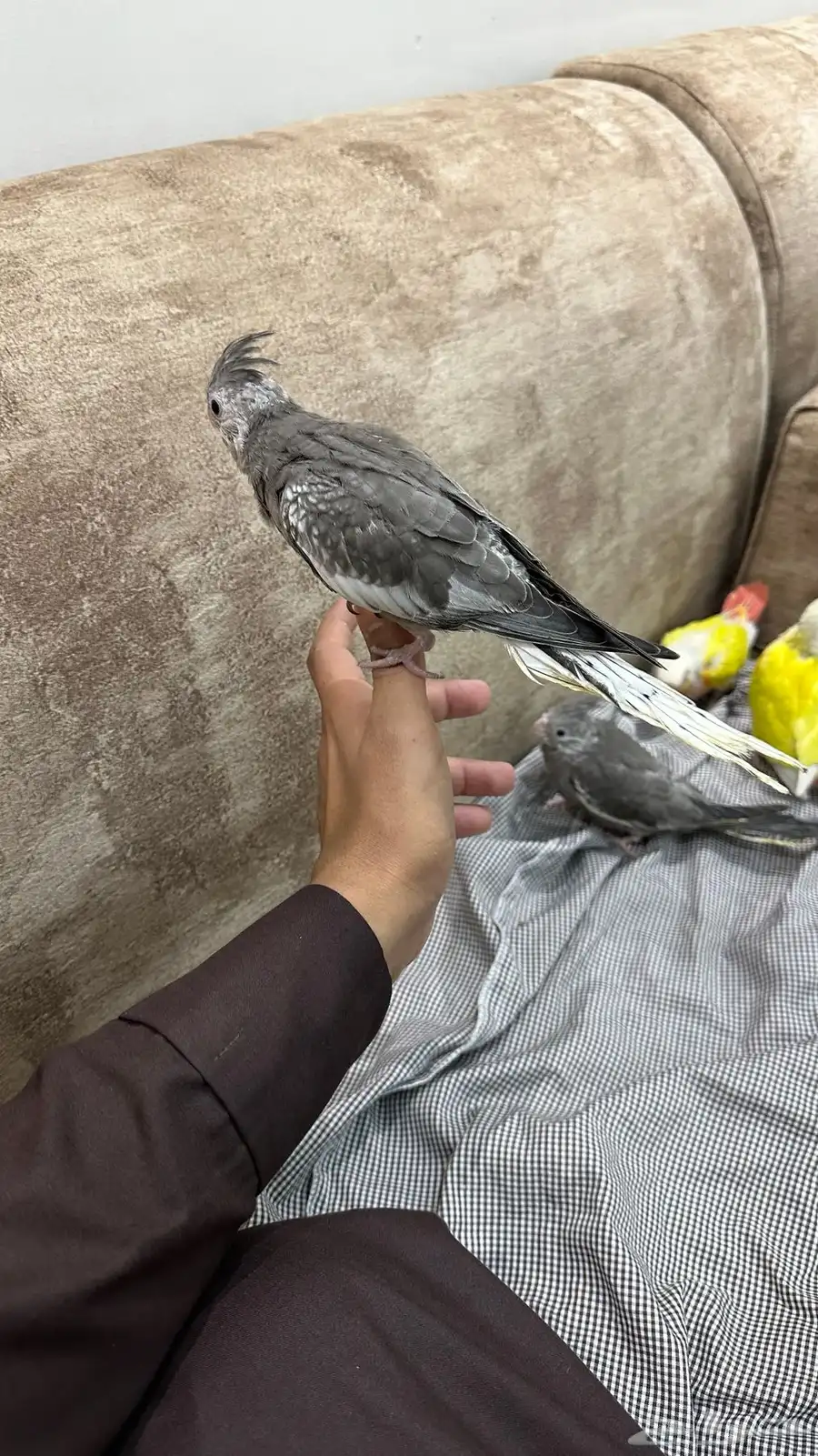 فرخين كروان هولندي 3