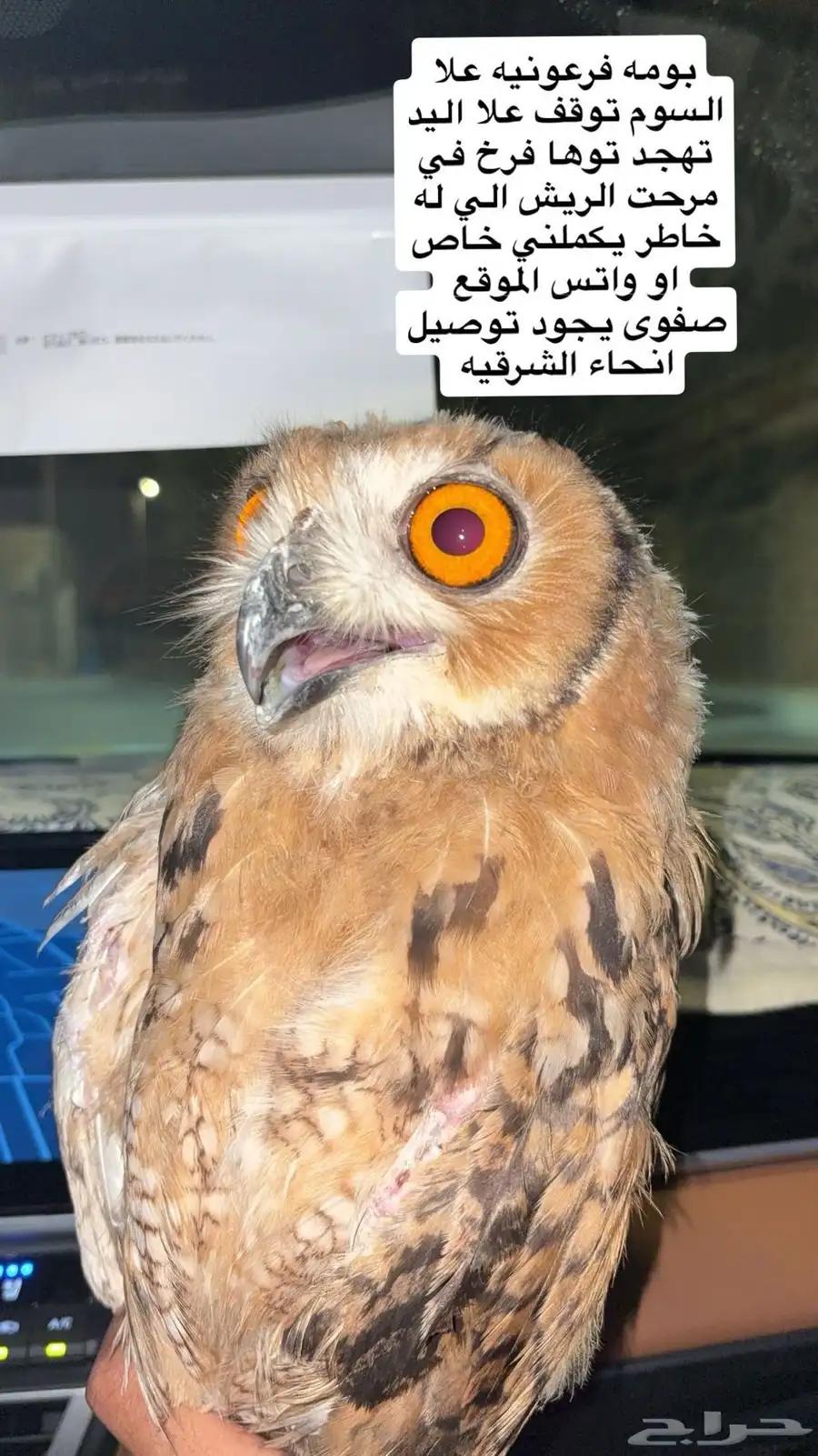 بومه قمريه للبيع موجود توصيل لنحاء الشرقيه فرخ في ولادفه 0
