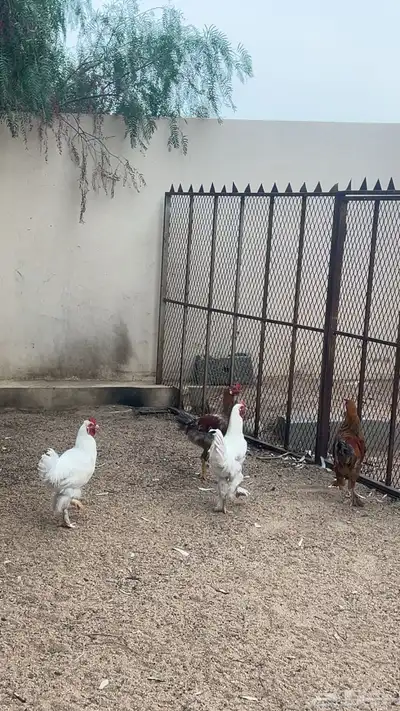 ديكه كفو للبيع 4
