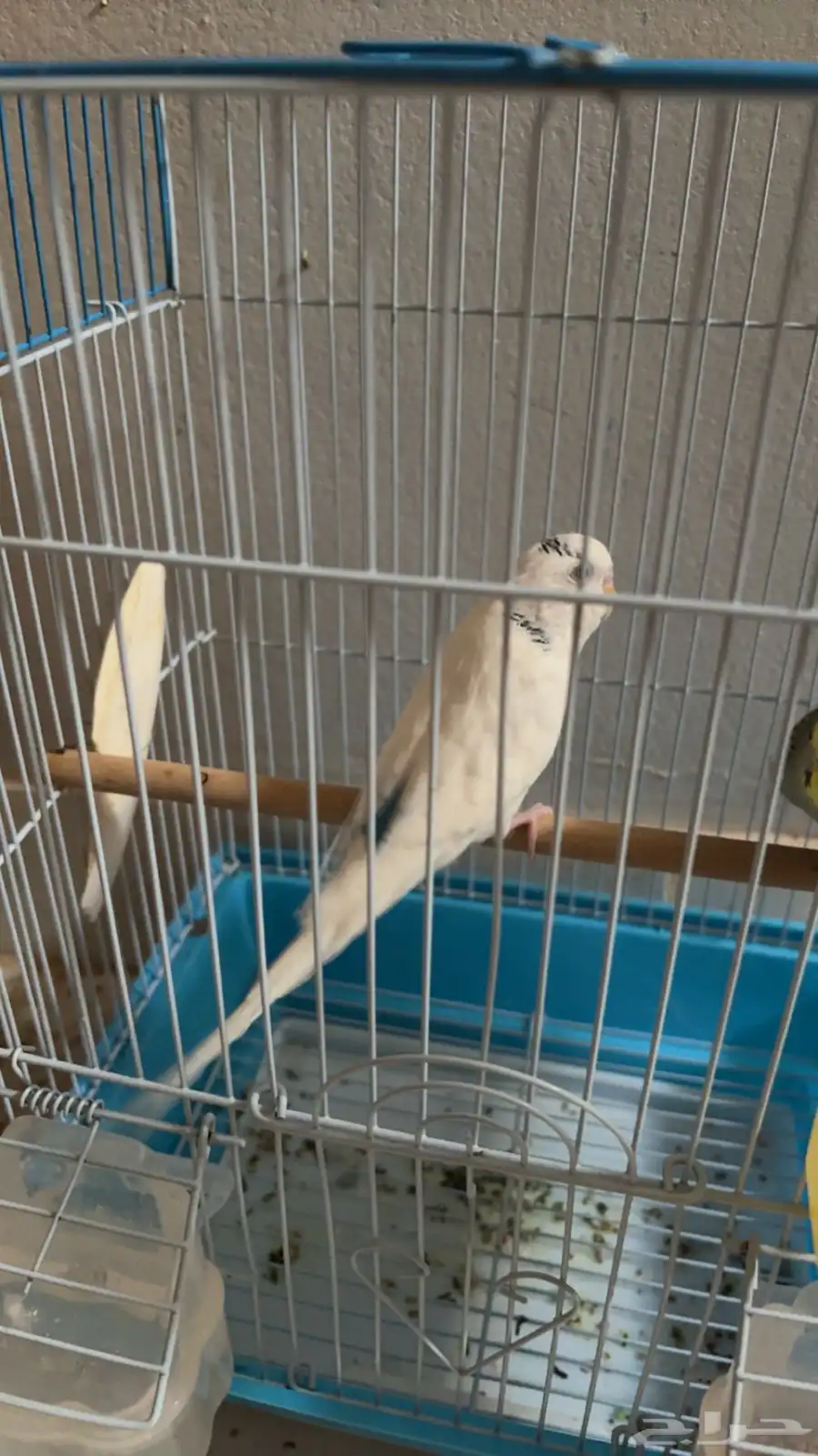 زوج طيور حب معه بيضه 3