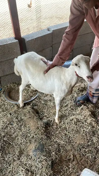 نعجه للبيع سليمه من العيوب 1