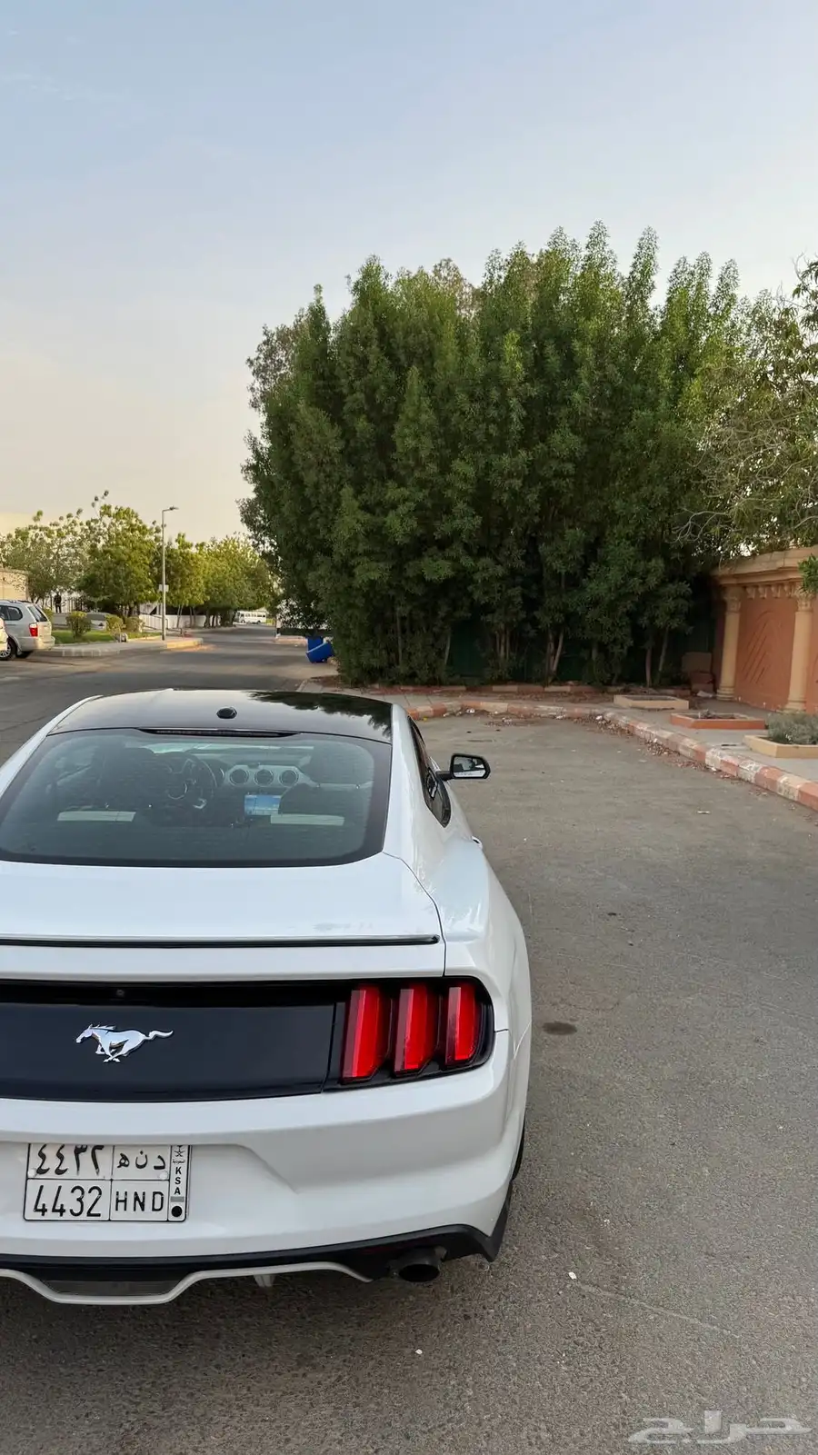 موستنج 2016 14