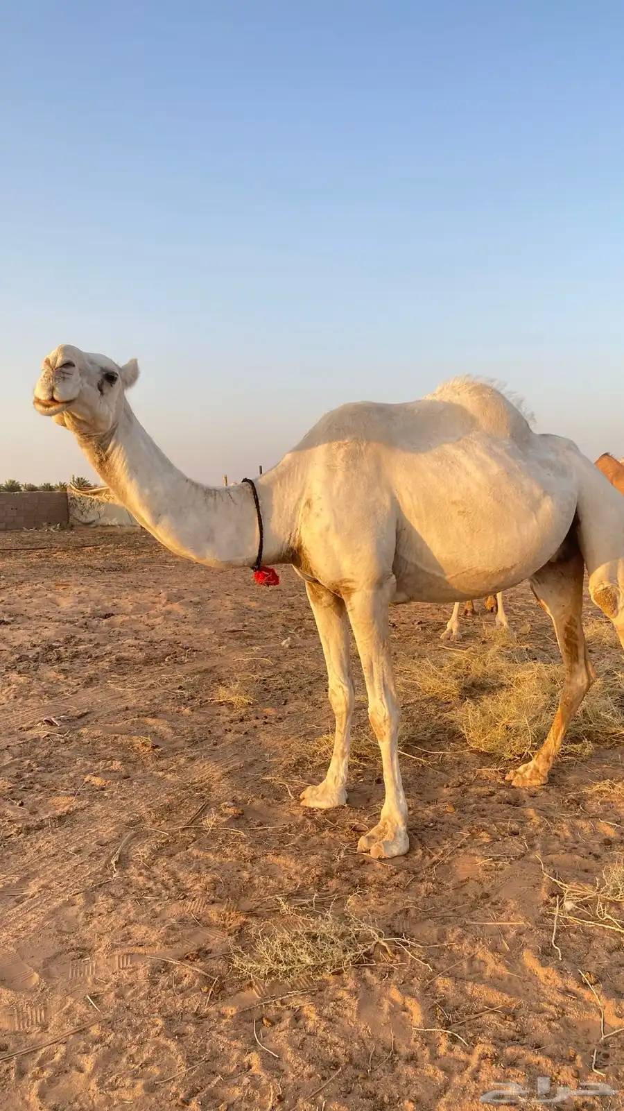 ناقة طيبه و هدية 4