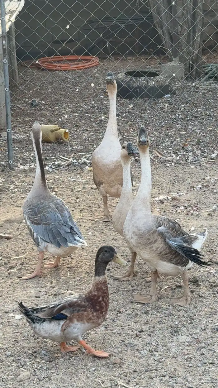 وز عراقي 0