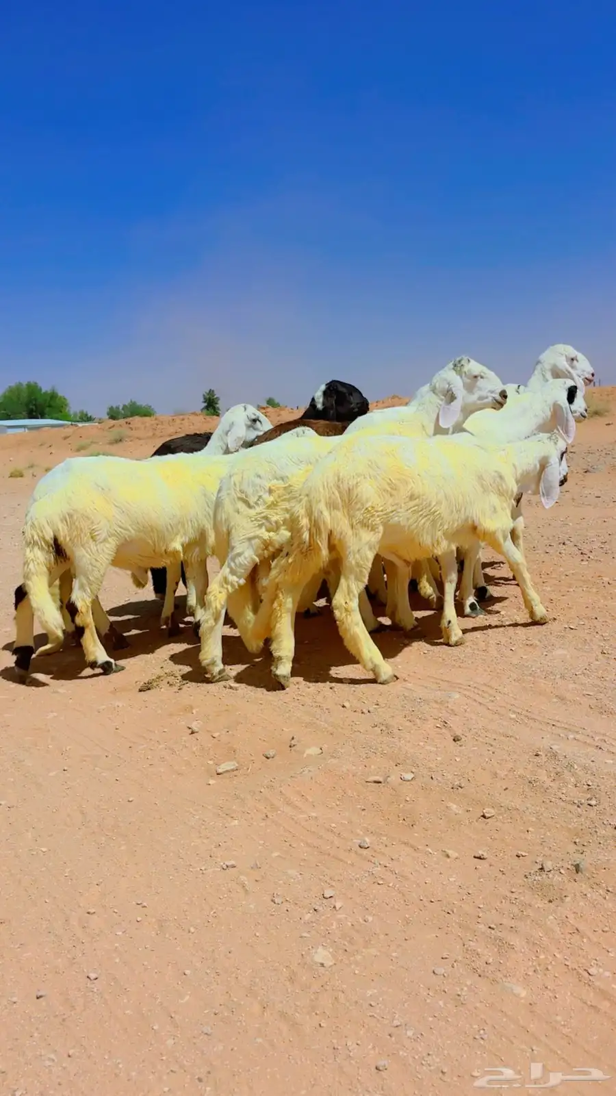 سواكن جذعان شبيه الحري 13