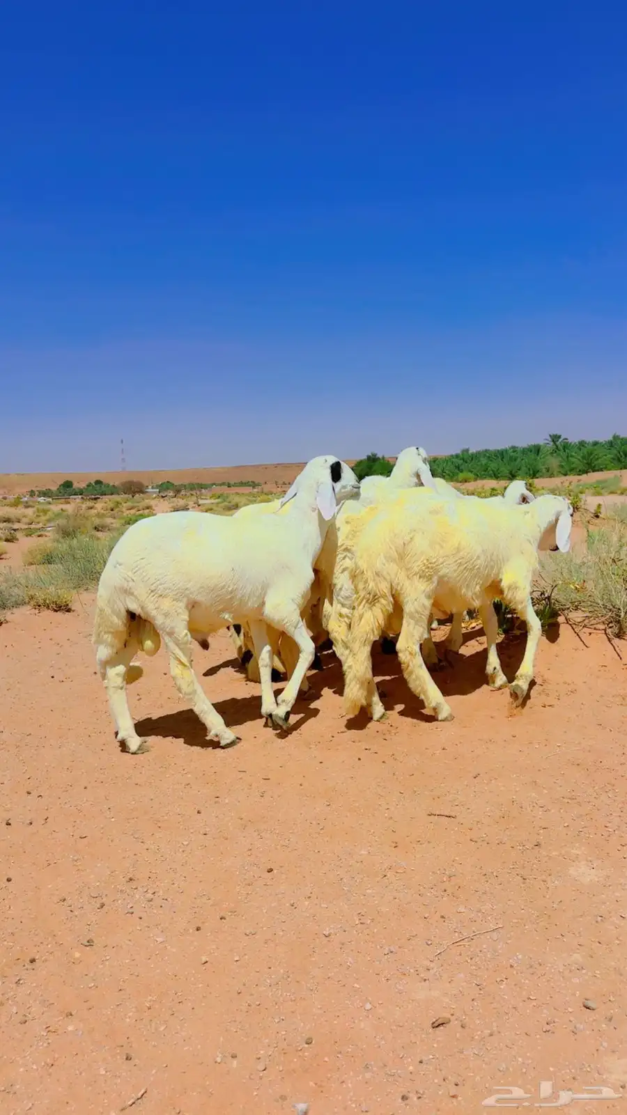 سواكن جذعان شبيه الحري 8