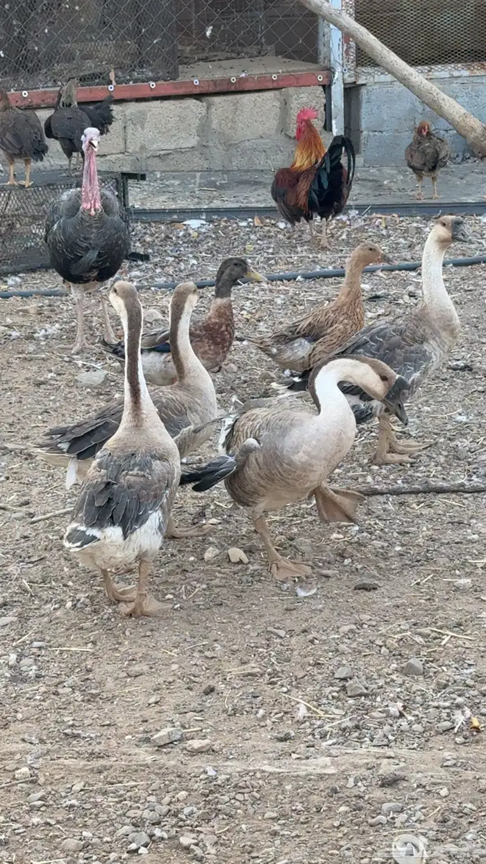 وز عراقي 2