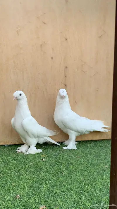 حمام تركي 3