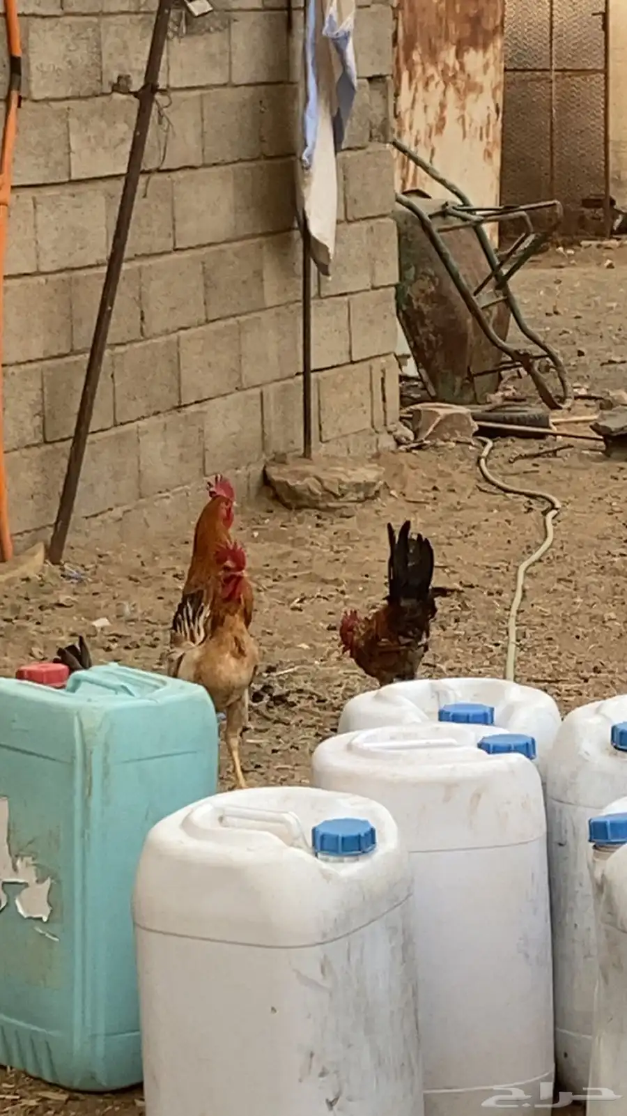 ديكه بلديه كفو 3