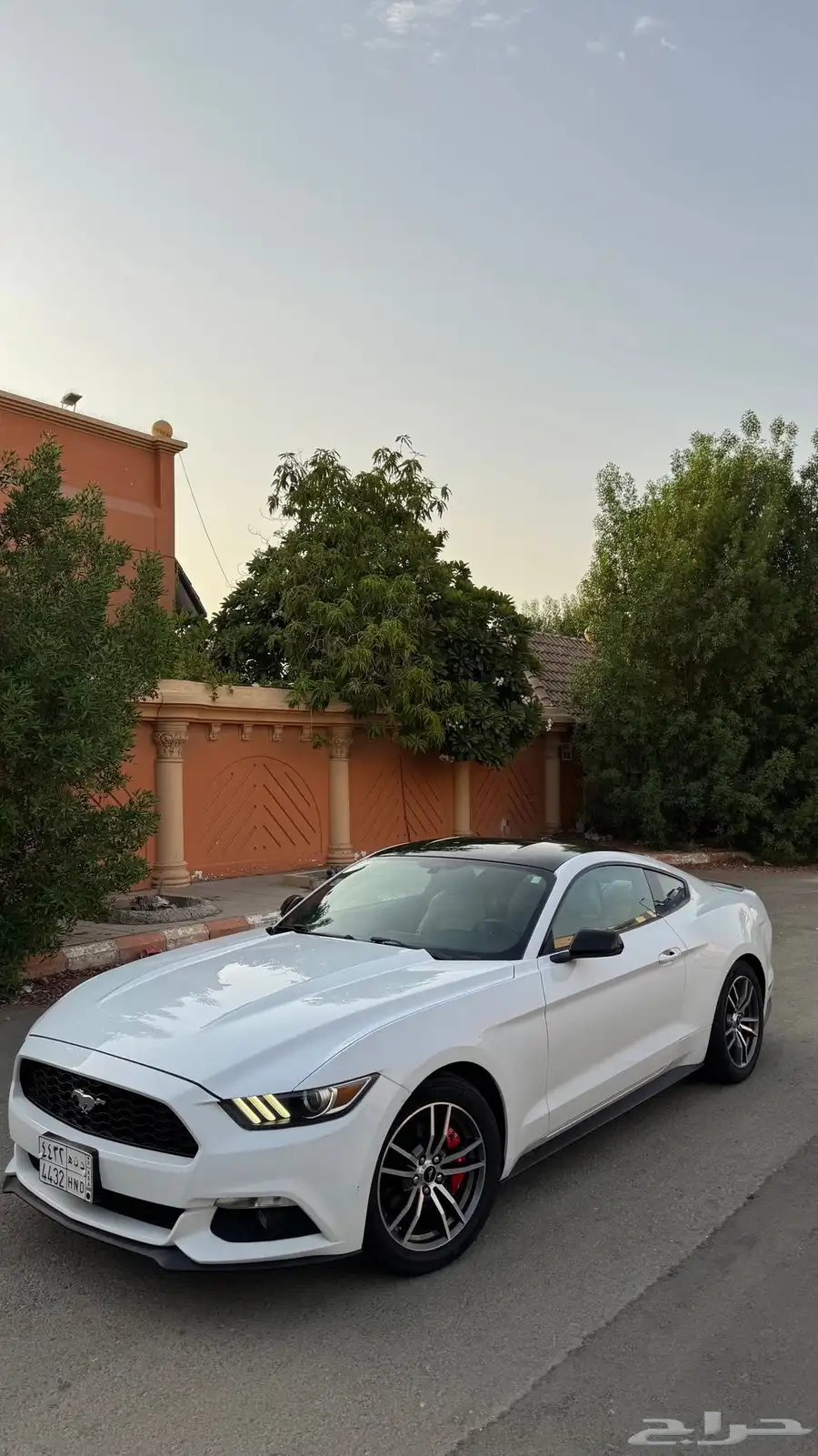 موستنج 2016 12