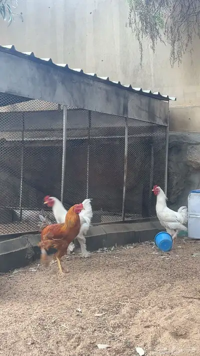 ديكه كفو للبيع 1