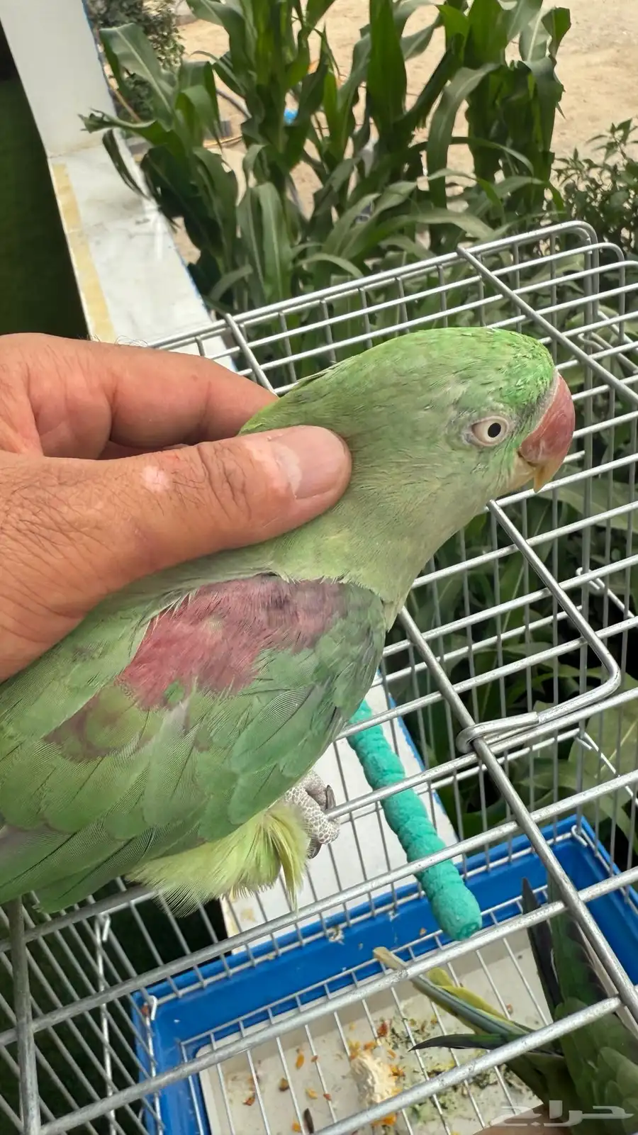 زوج درة نيبالي أليف جد ا والذكر هدد داخلي 6