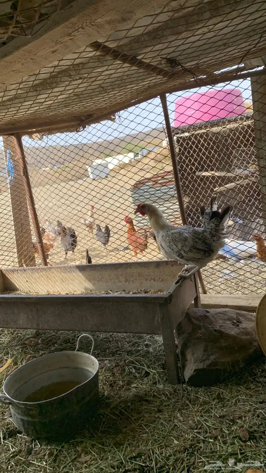 دجاج 2