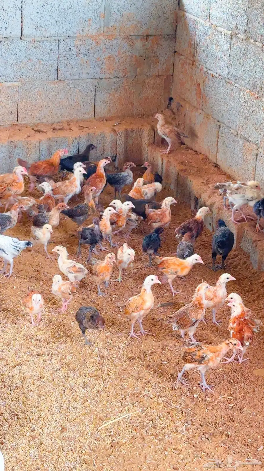 صوص بلدي 1