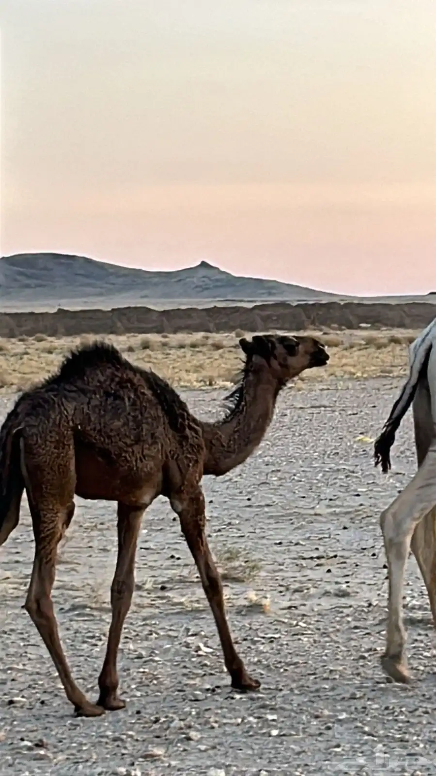 ناقه خلفه مجهم ام ثاني 2