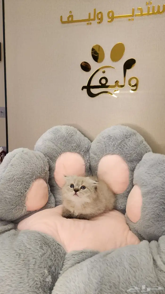 قطه قطط قطة بيع سكوتش 2