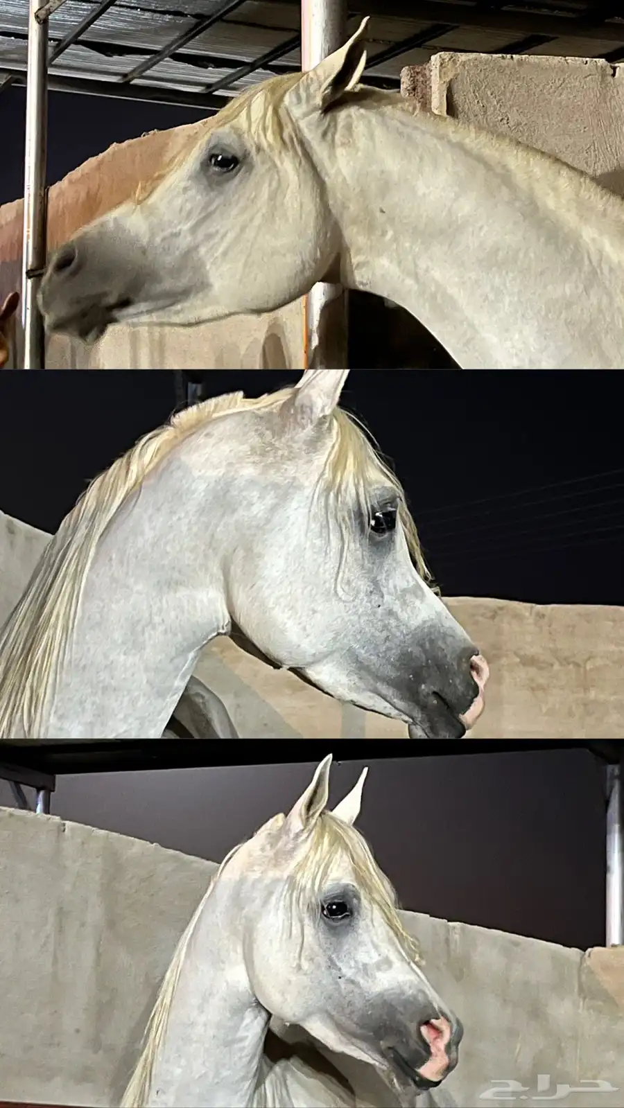 حصان واهو 1