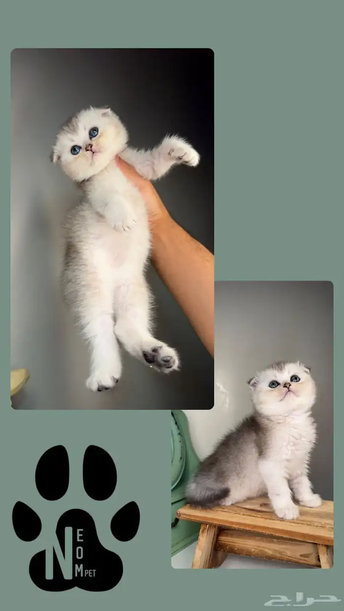 بيرشن هاف بيكي فيس سكوتش فولد ستريت شيرازي هملايا برتش انثى 3