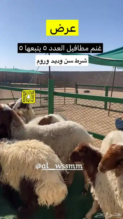 غنم مطافيل خمس يتبعهن خمس رخال كلهن ذبايح 0