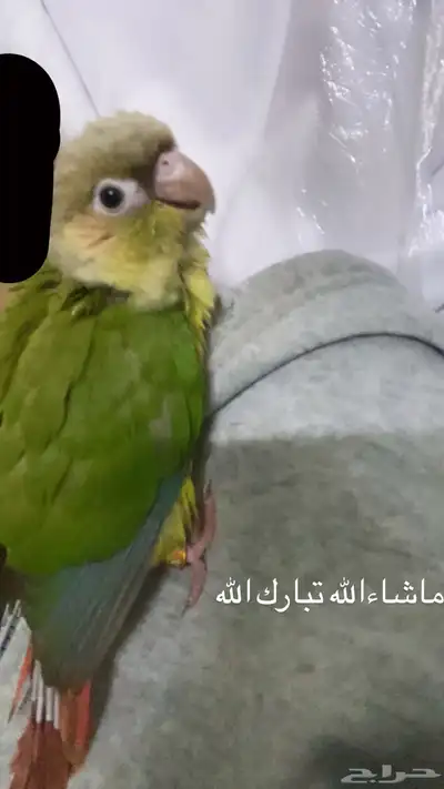 كنيور للبيع 3