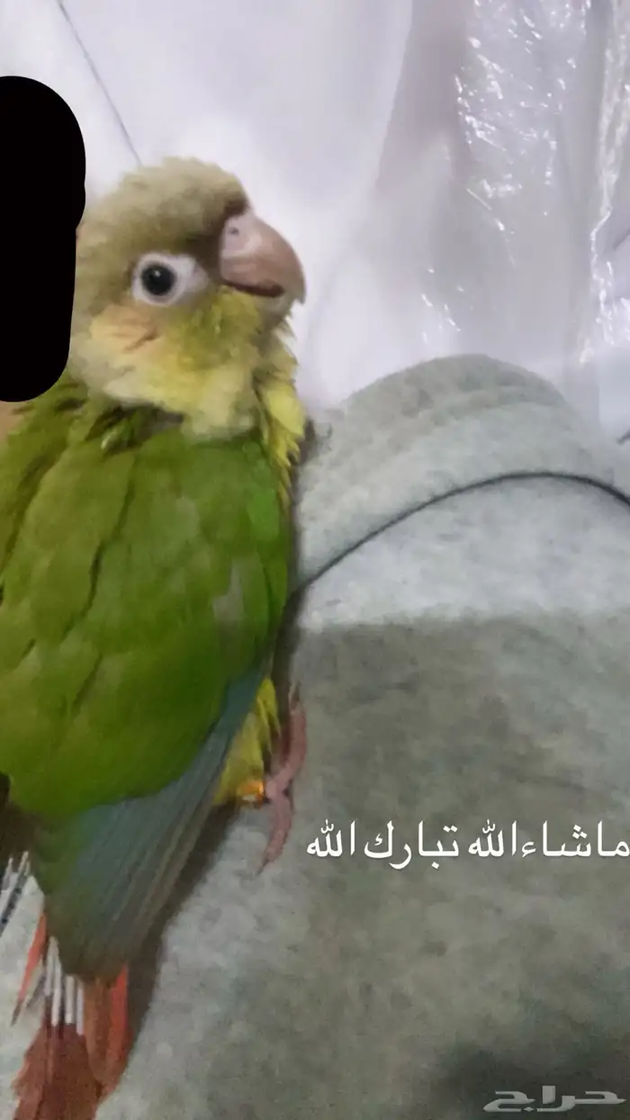 كنيور للبيع 3
