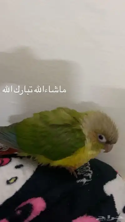 كنيور للبيع 2