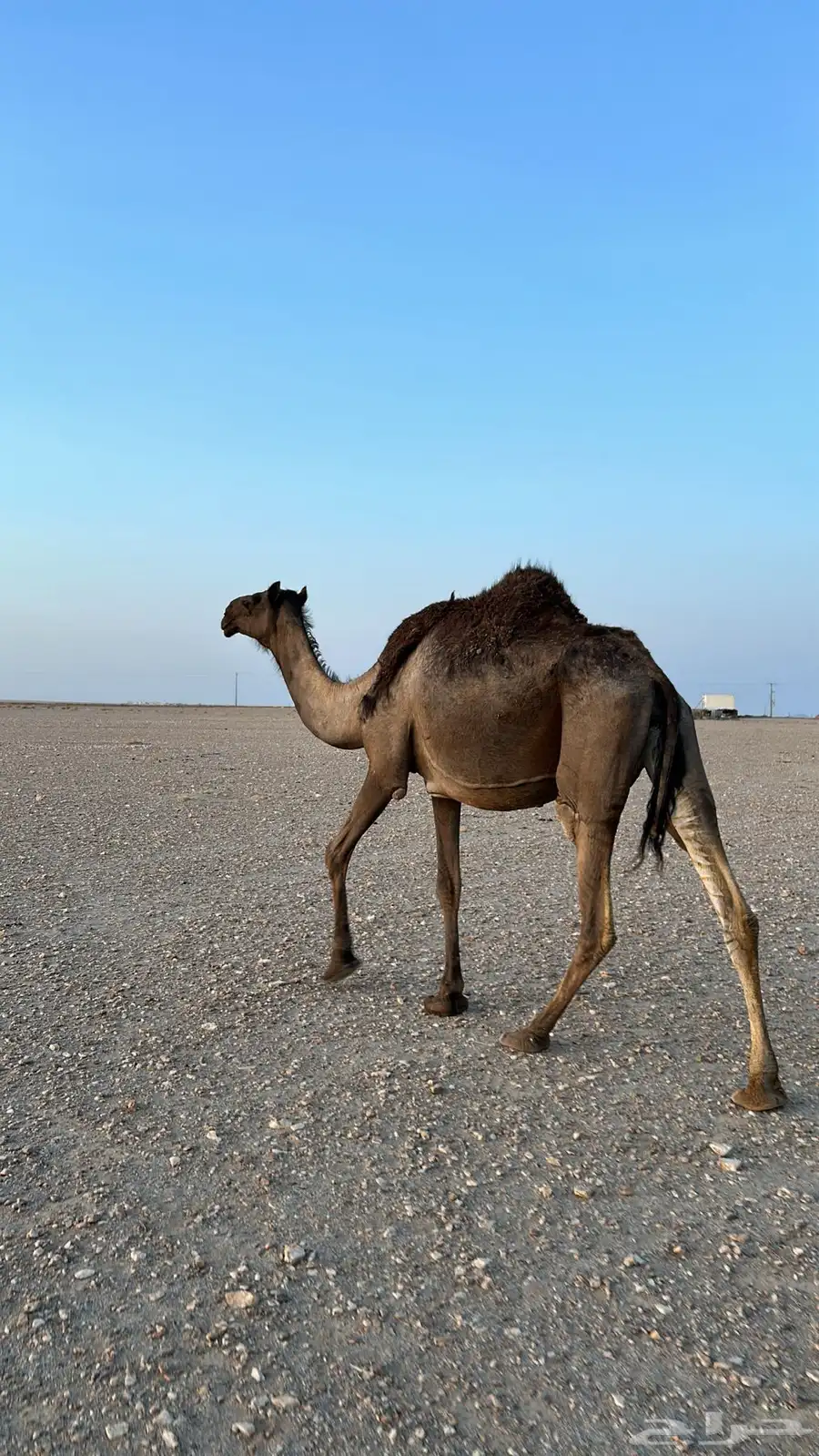 ناقه خلفه مجهم ام ثاني 1