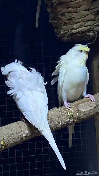 للبيع جوز باجي هوقو وردتين قويه وكرست عين حمرا بدون ملحقات 0