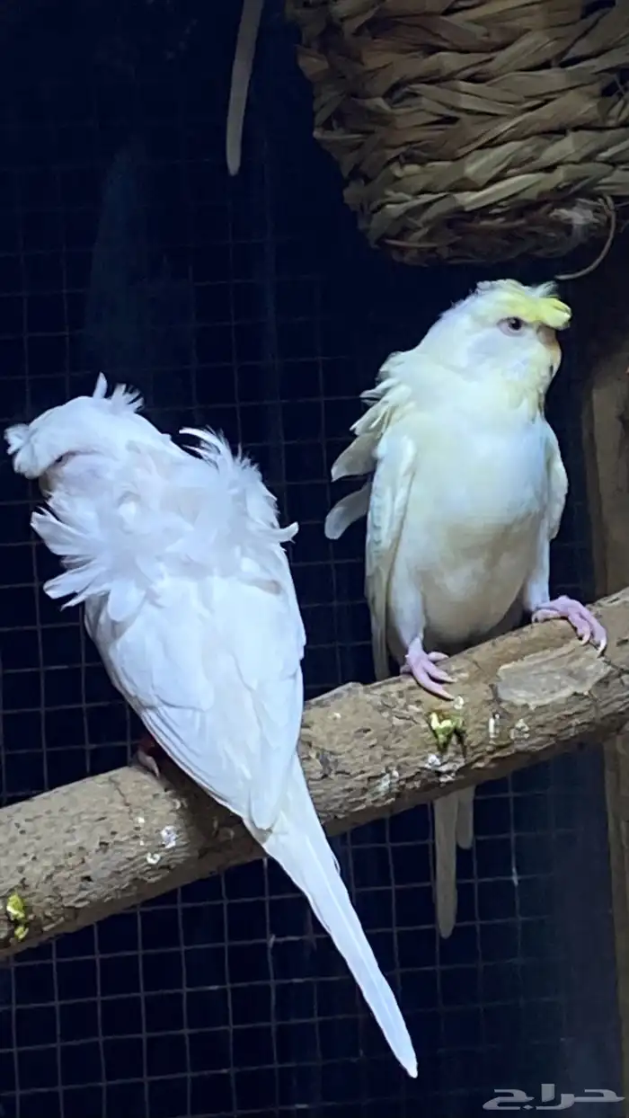 للبيع جوز باجي هوقو وردتين قويه وكرست عين حمرا بدون ملحقات 0