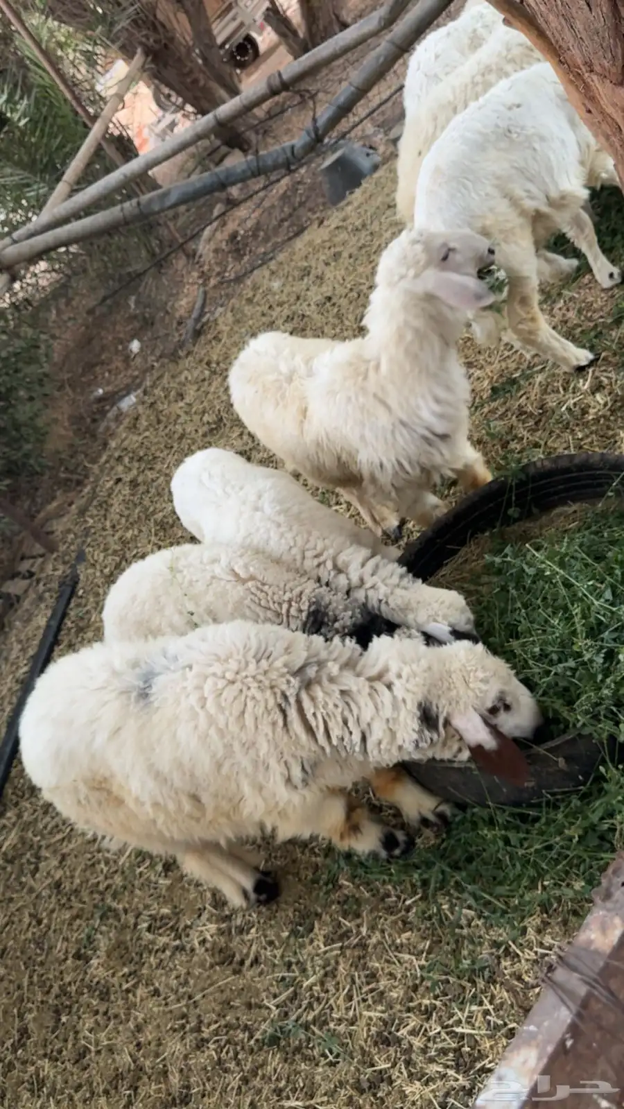 طليان حري للبيع 0