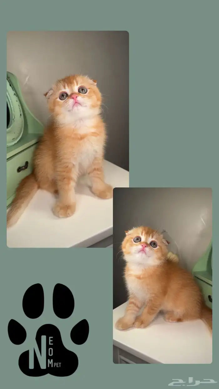 بيرشن هاف بيكي فيس سكوتش فولد ستريت شيرازي هملايا برتش انثى 2