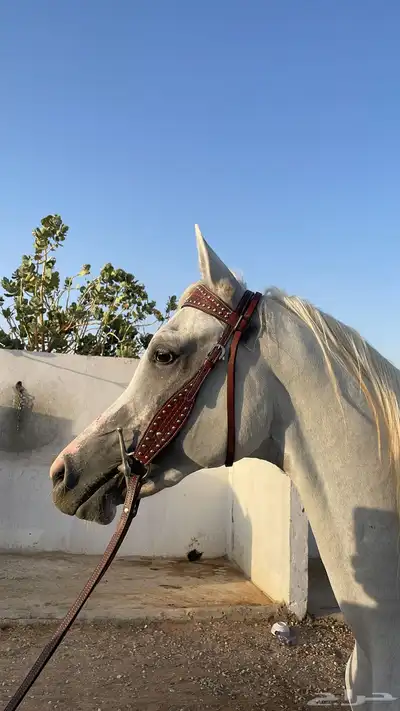ايوا خيل وعسف 3