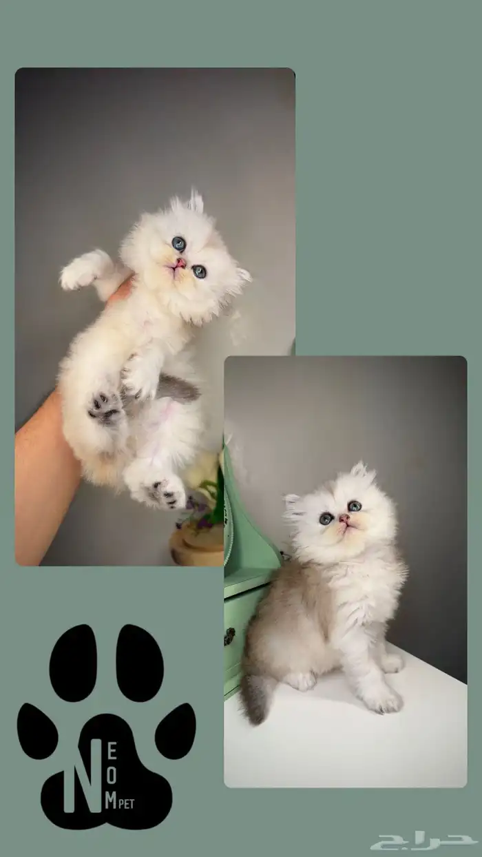 بيرشن هاف بيكي فيس سكوتش فولد ستريت شيرازي هملايا برتش انثى 4