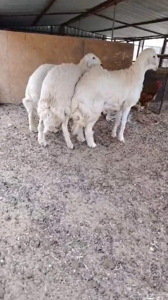 ذبايح جميع الاحجام 0