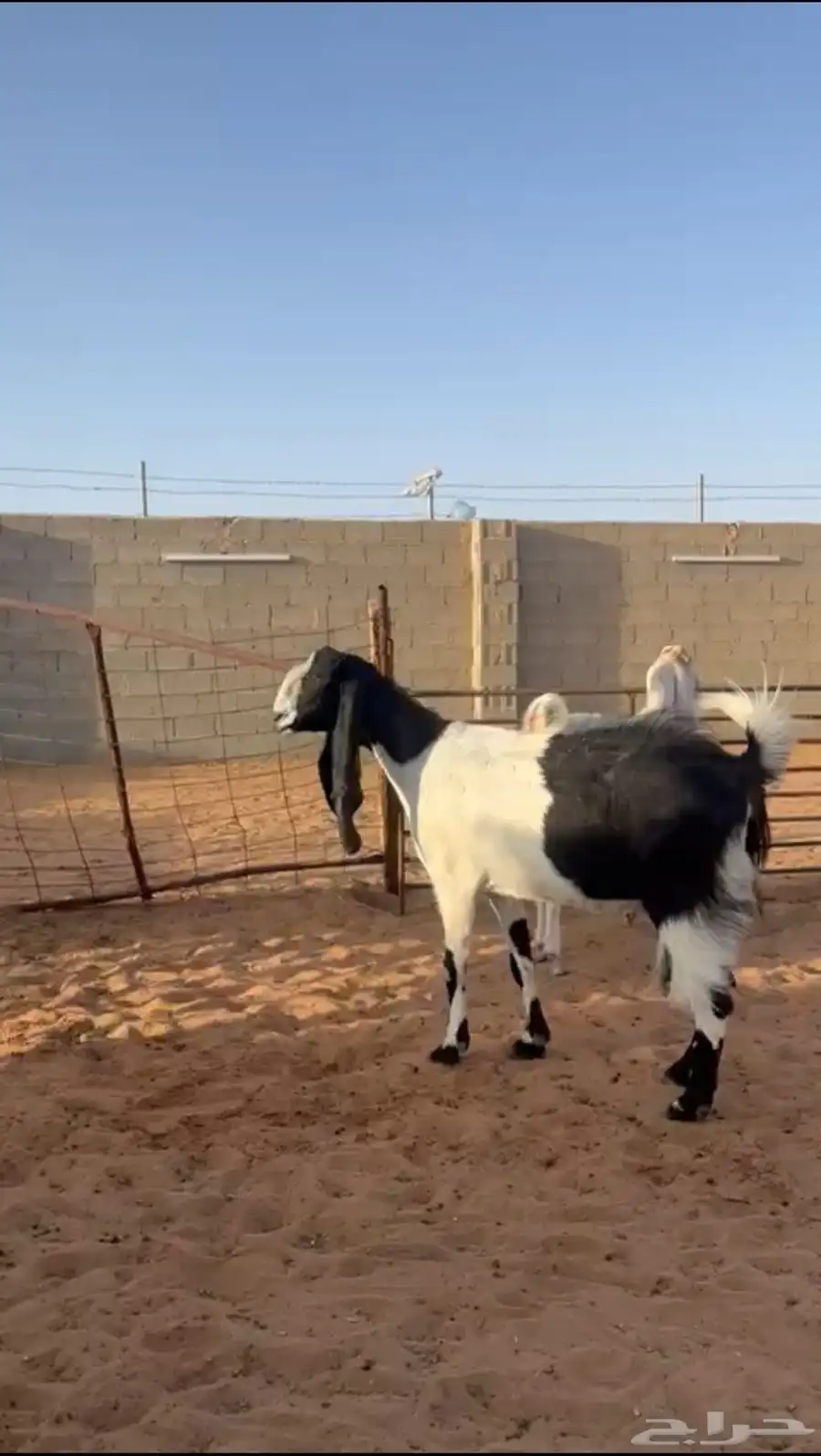 معزا مشاريك 5