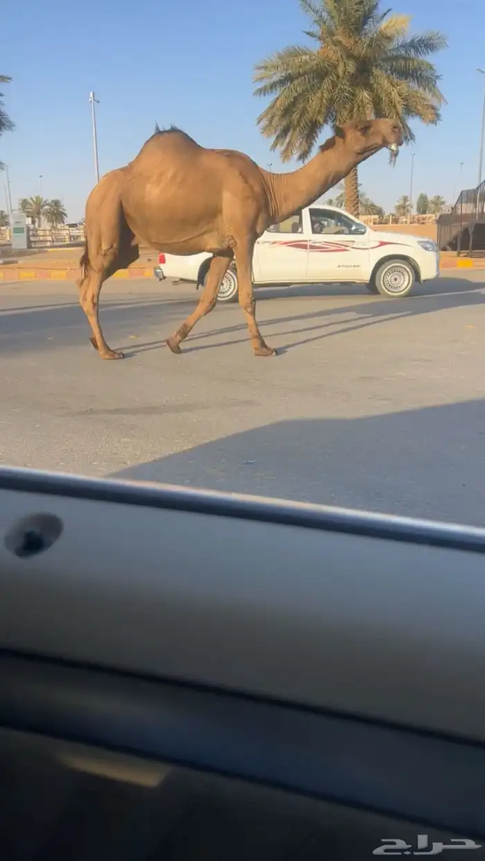 للبيع قعود سنه جذع اصفر( تم البيع 0