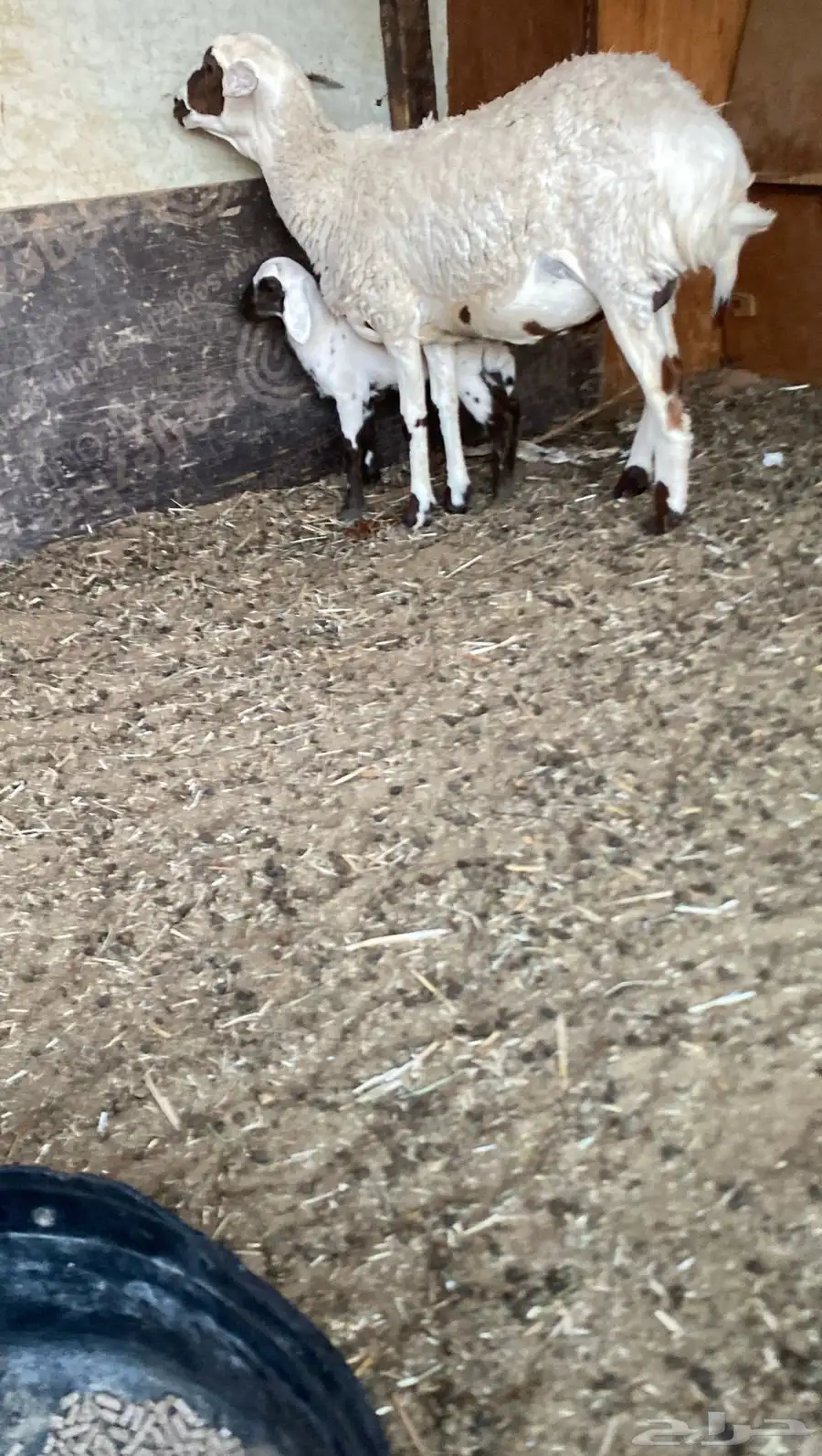 جذعه هجين والد 2