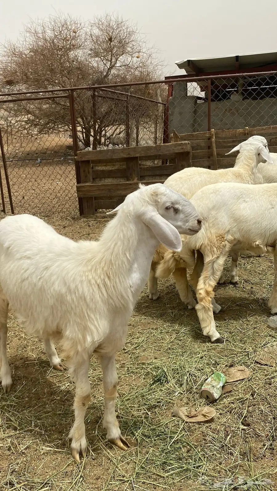 طليان 1