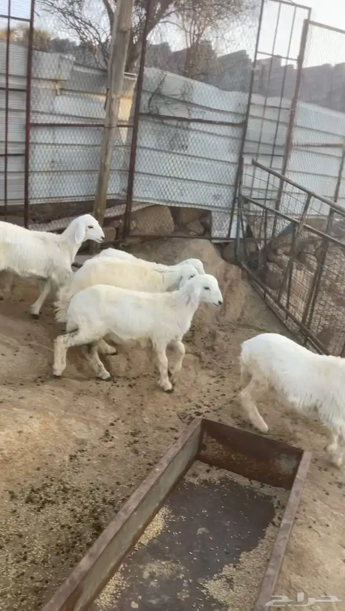 بهم رخال للبيع 1