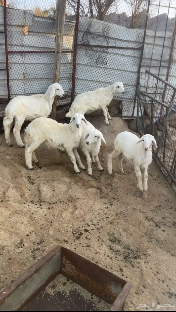 بهم رخال للبيع 0