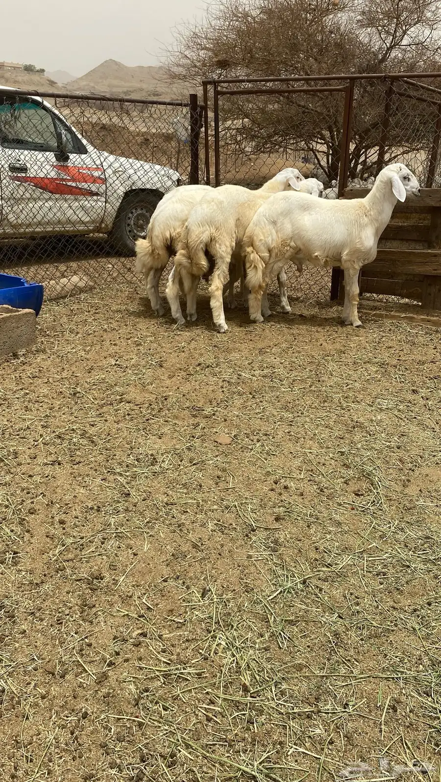 طليان 0