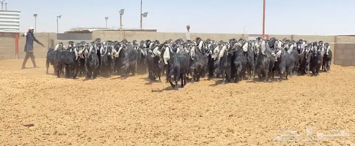 معزا عوارض صنف 160 راس ( تم البيع ) 18