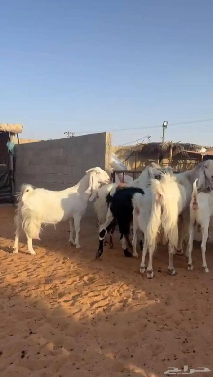 معزا مشاريك 2