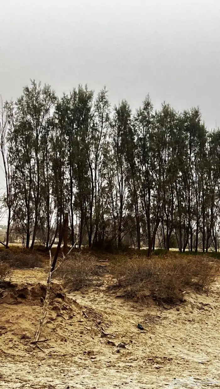 عيدان أثل 1