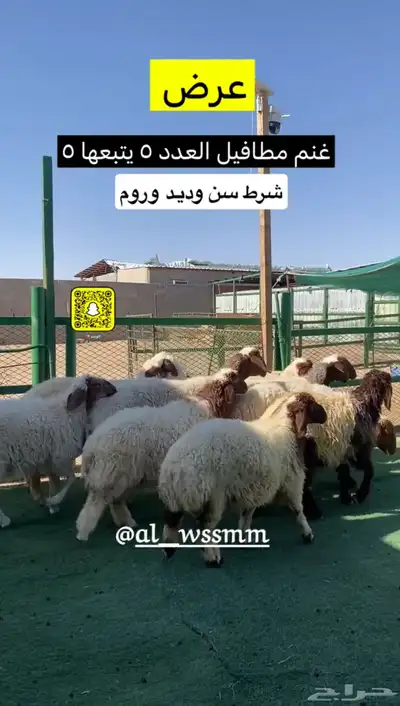 غنم مطافيل خمس يتبعهن خمس رخال كلهن ذبايح 2
