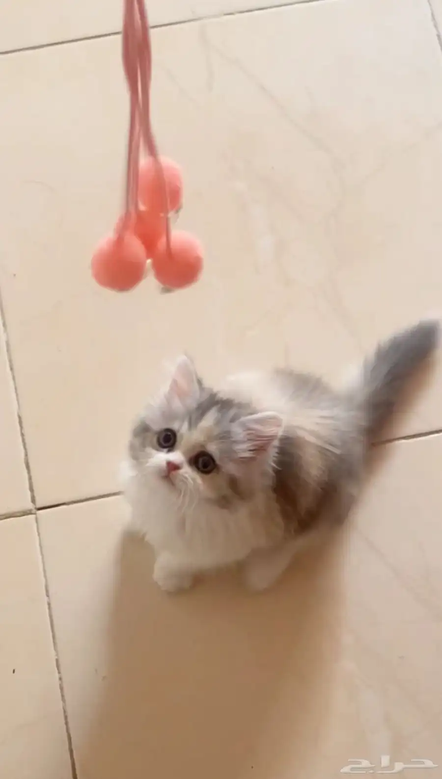 قطوه 2