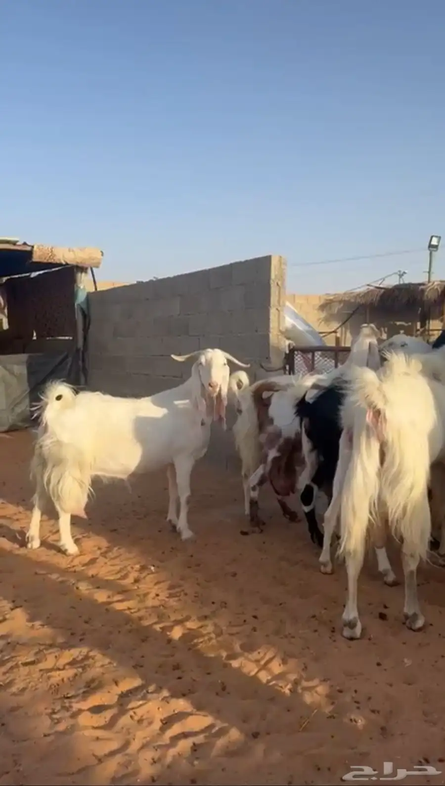 معزا مشاريك 3